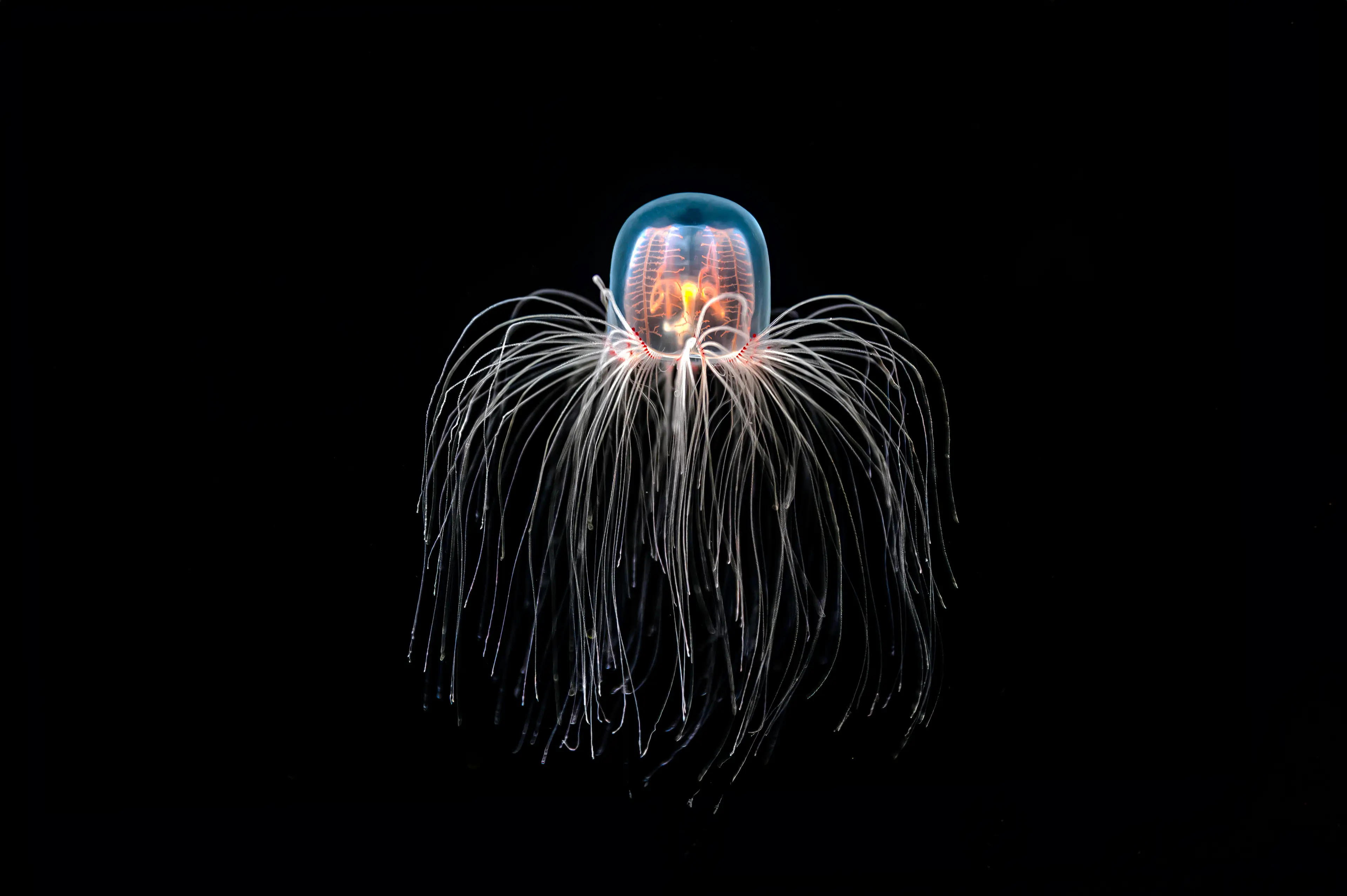 The Turritopsis dohrnii was thought to be the only marine life that could reverse the aging process (Yiming Chen/Getty Stock)