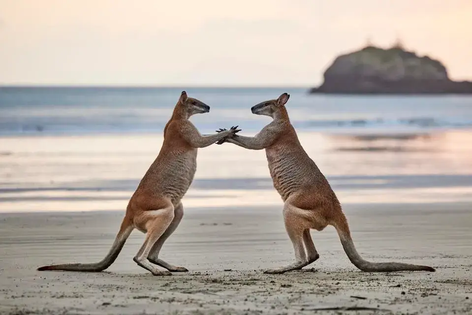 Wallabies play Patty Cake.