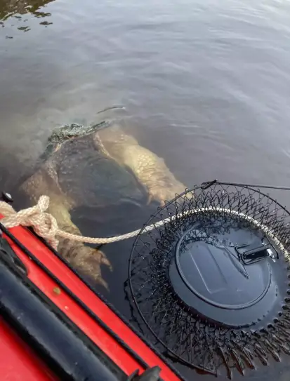 Shala admitted that she and her daughter were 'freaked' by the creature. Penn News