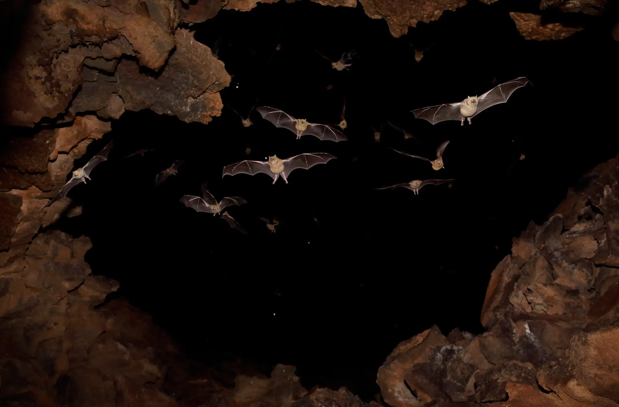 Humans can catch the disease from prolonged exposure to mines or caves inhabited by Rousettus bat colonies (Getty Stock Photo)