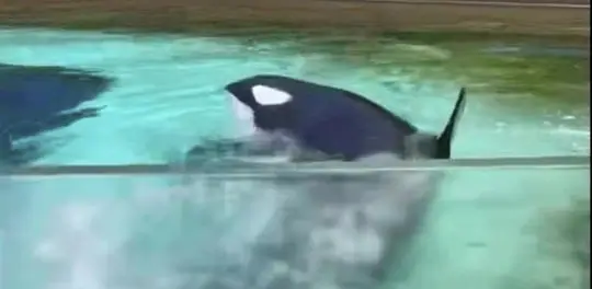 The orca is seen thrashing in her isolated tank in MarineLand Park in Niagra Falls, Canada.
