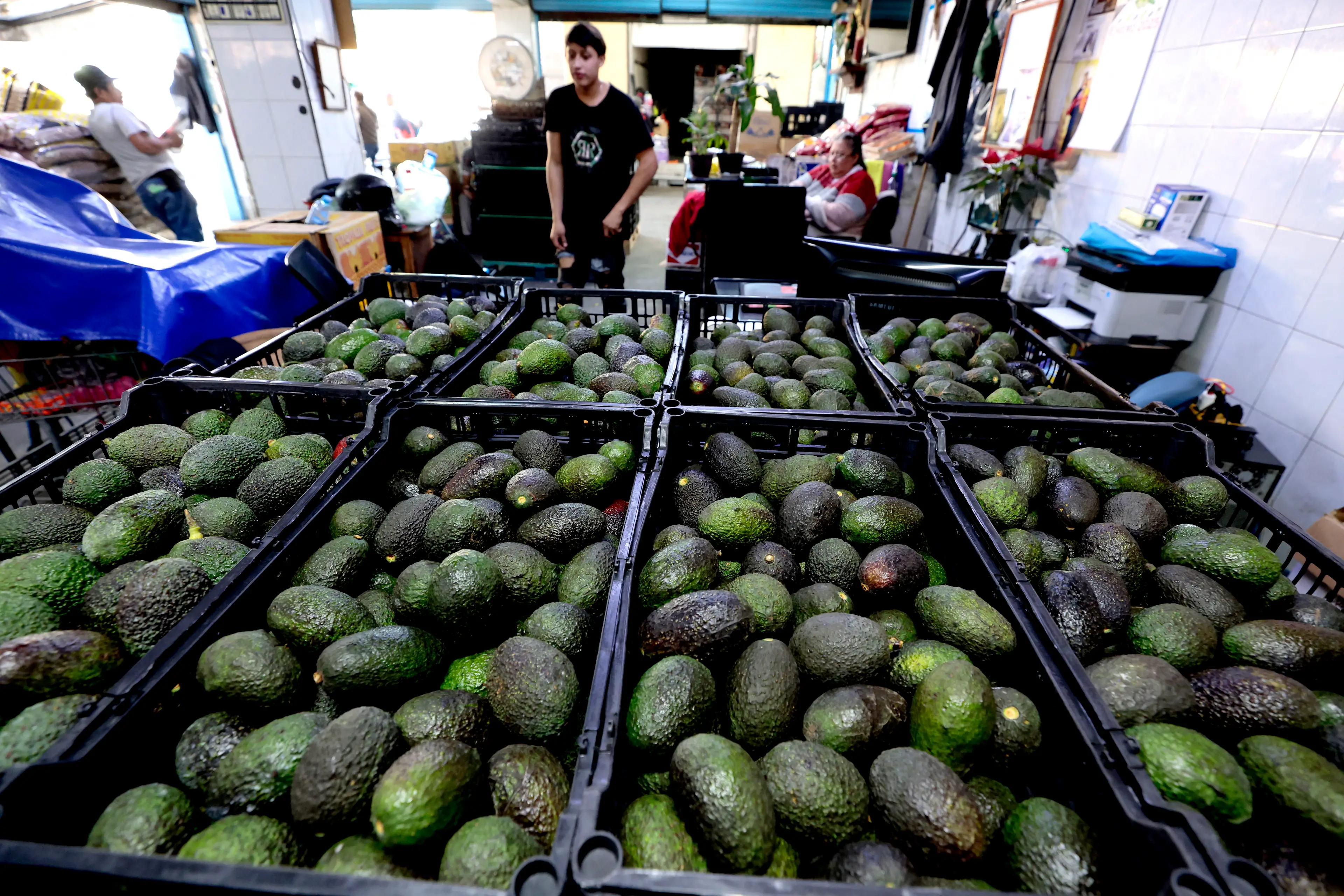 Avocados are set to see a price increase (ULISES RUIZ/AFP via Getty Images)