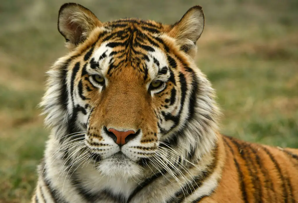 Tiger King would go on to be a massive success (Helen H. Richardson/MediaNews Group/The Denver Post via Getty Images)