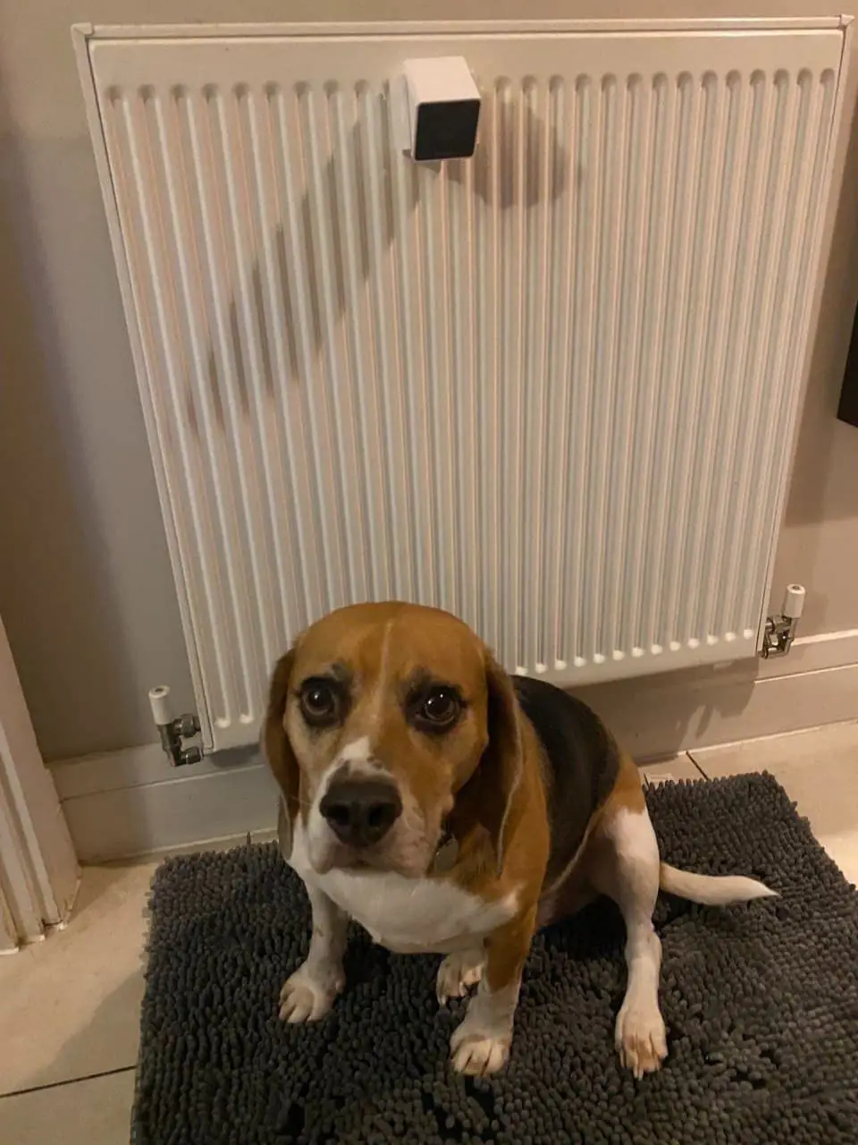 Pet owners love the camera's two-way talk function (Amazon reviews)