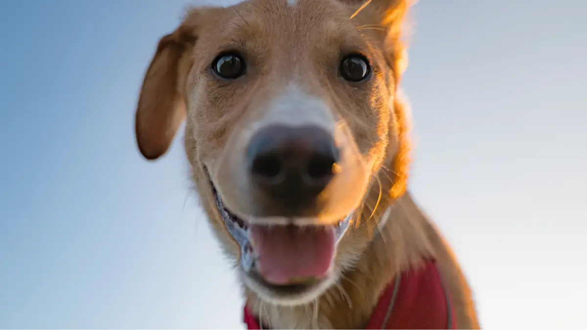 Getty Images/Daniel Garrido