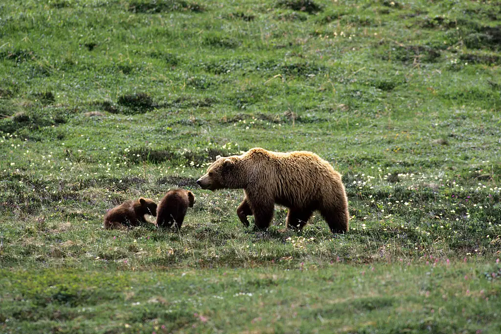 The bear was reportedly a mother, which could have made her more aggressive (Photo by Wolfgang Kaehler/LightRocket via Getty Images)