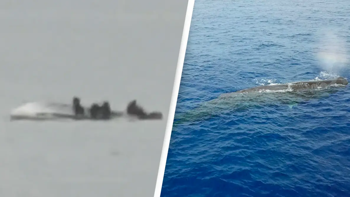 Five people dead after boat capsized following collision with whale