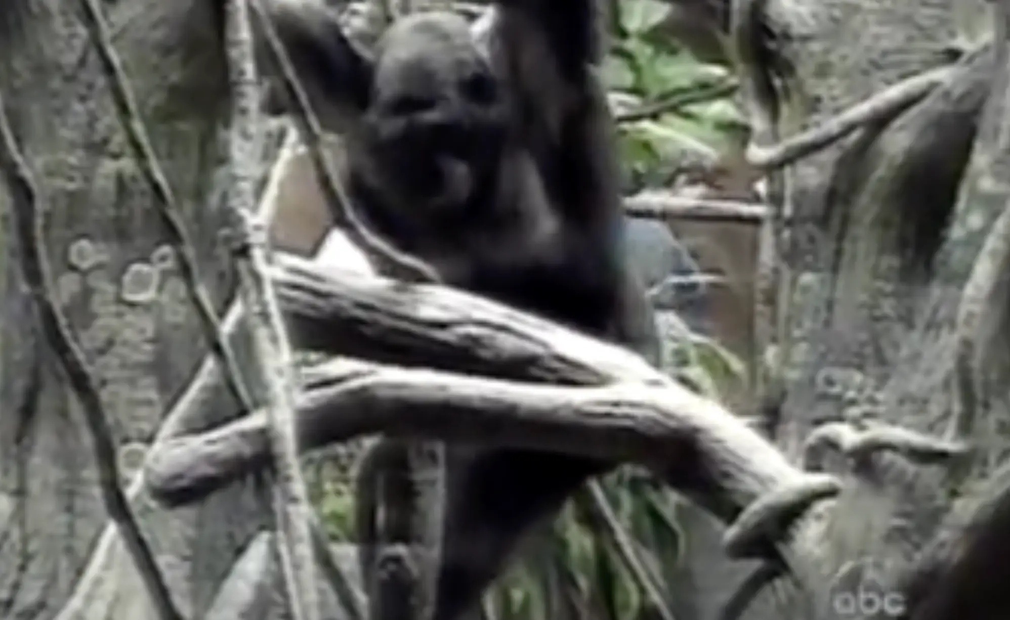 Binti approached the boy after he fell into her enclosure.