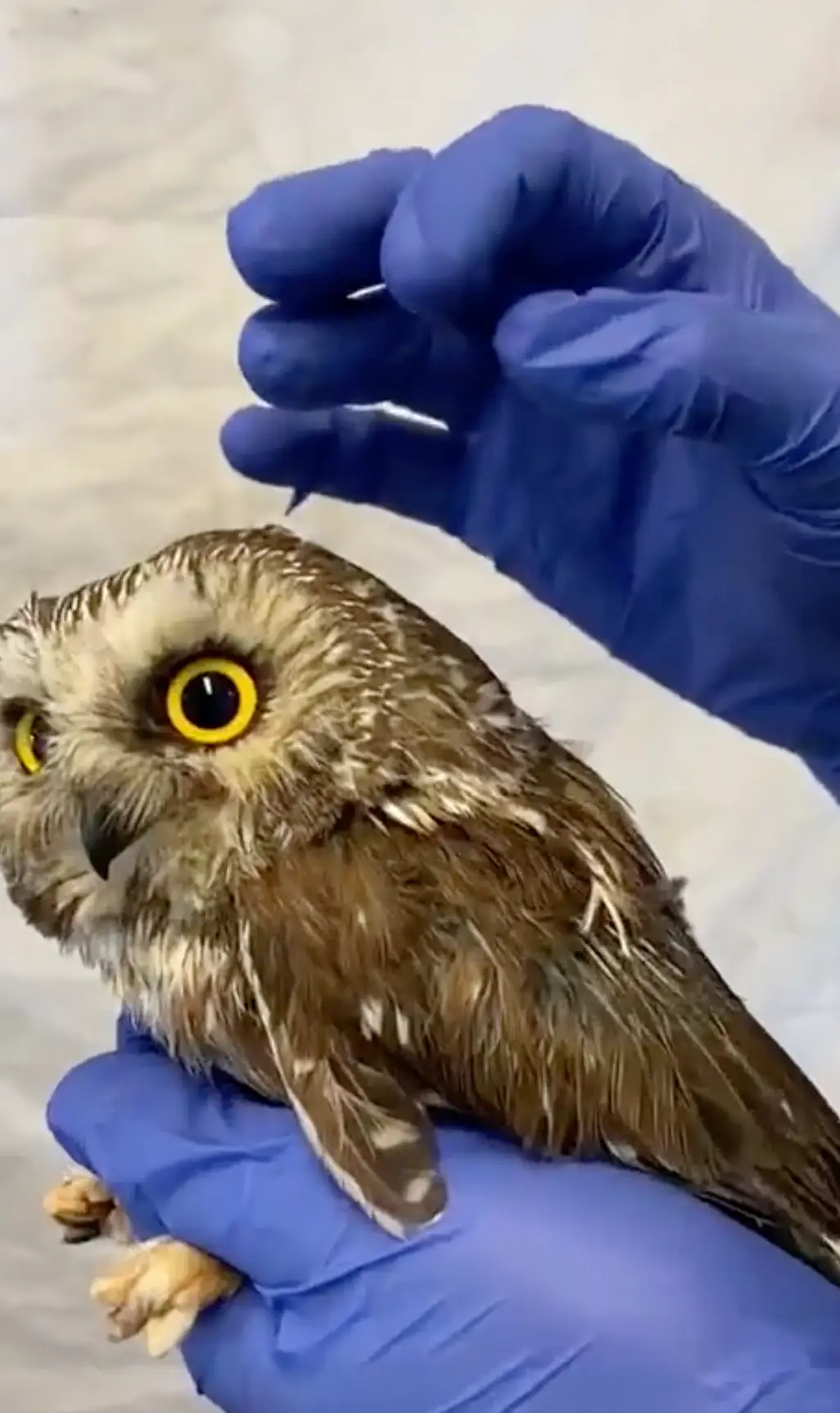 Social media users have been left blown away by the footage.