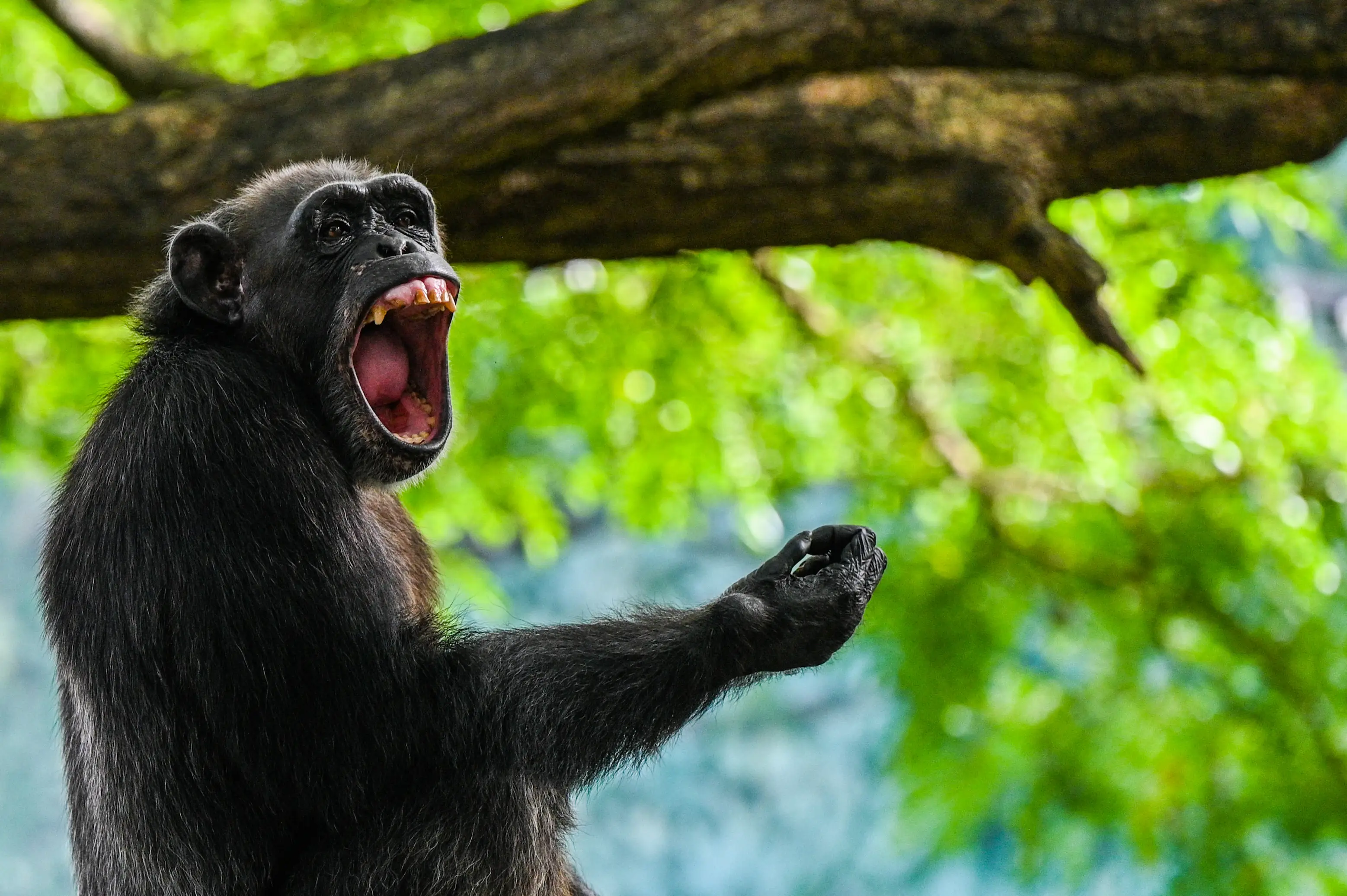 Chimpanzees have a different palate structure to humans. ( ISHARA S. KODIKARA/AFP via Getty Images)