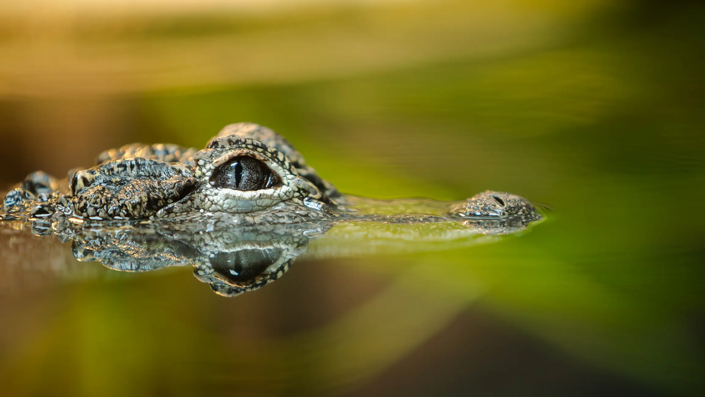 The gator performed a death roll (Getty Stock Images)