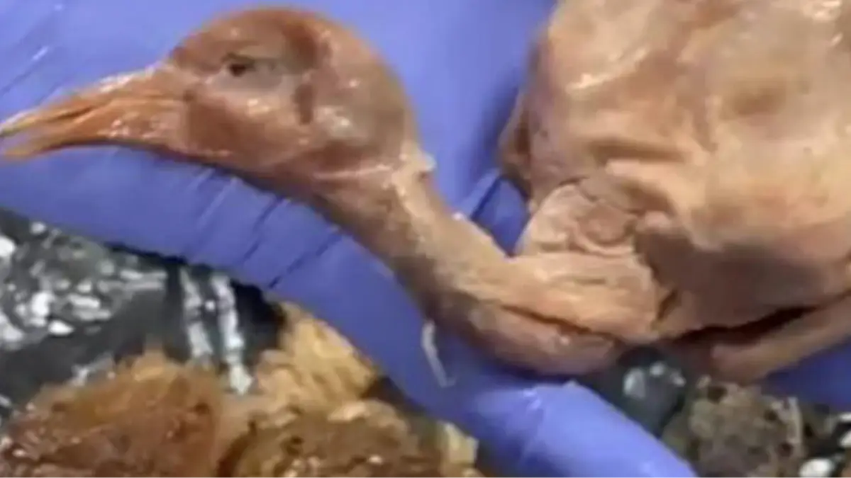 Policia Municipal de Madrid