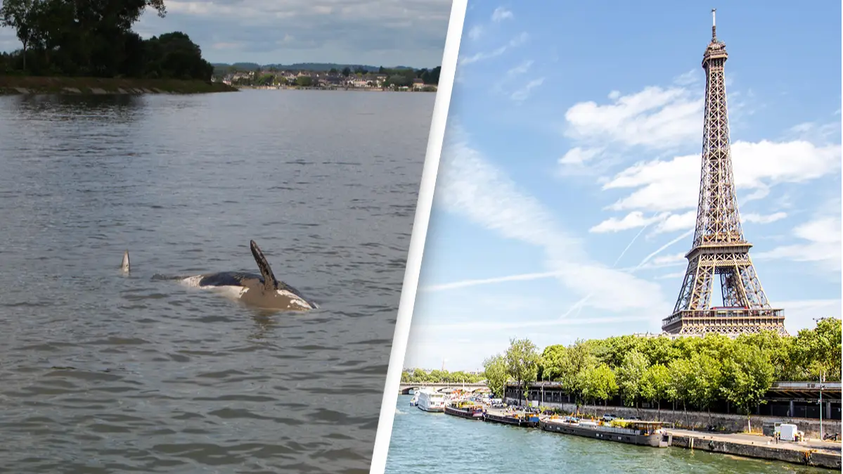 Environmentalists are trying to feed a beluga whale that's strayed into France
