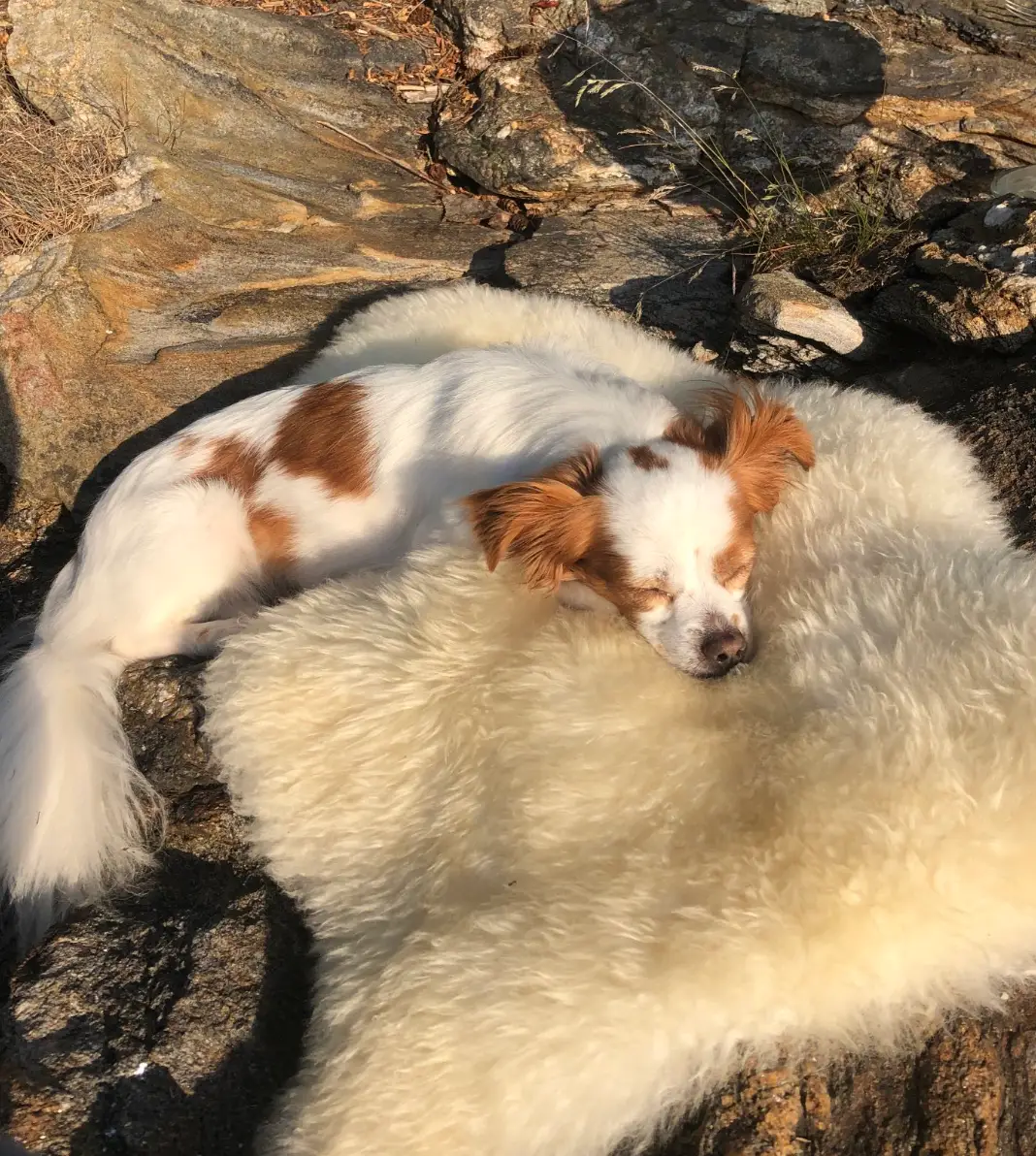 Hazel has been missing since Sunday (March 17).