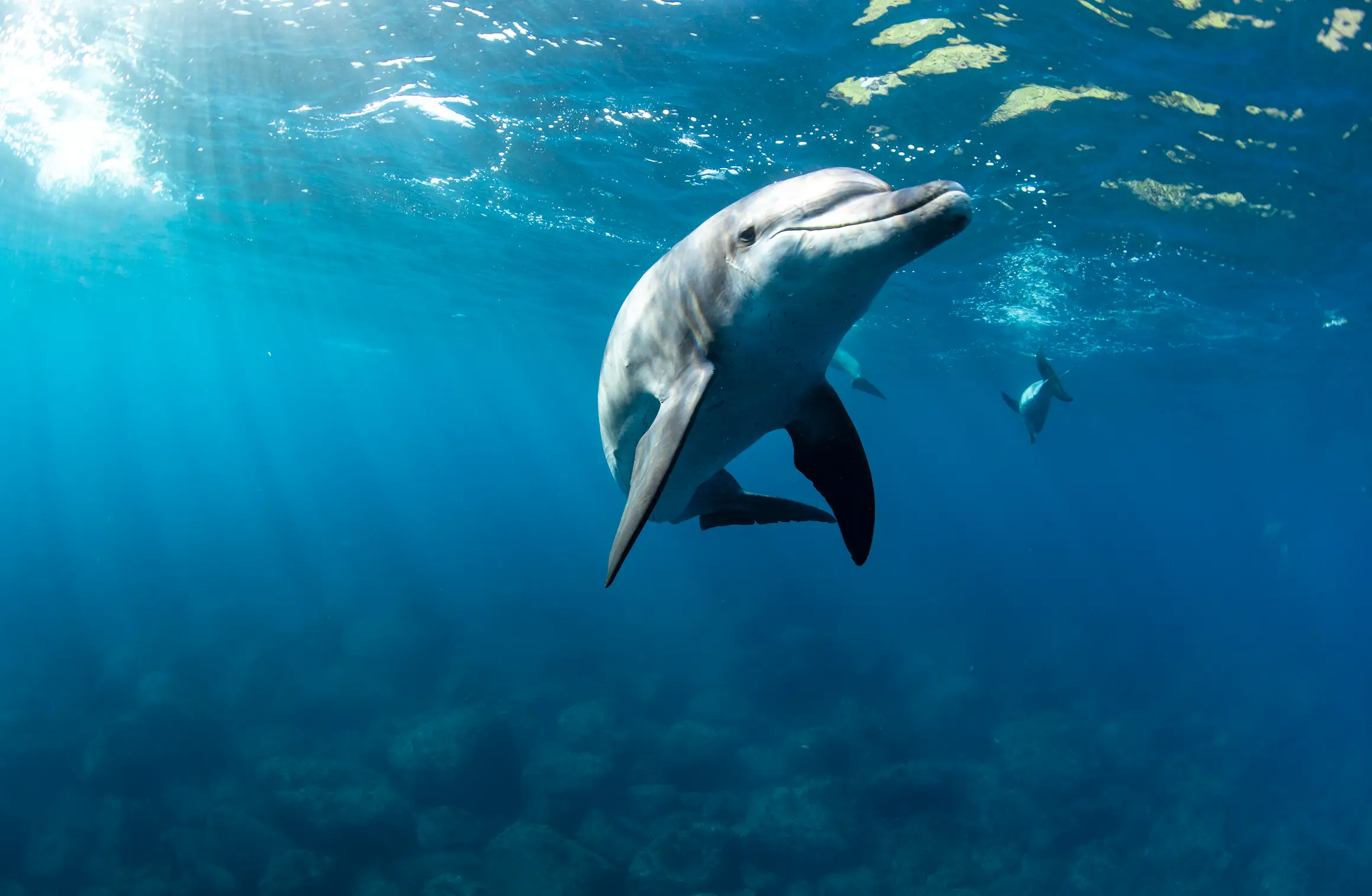 The experiment eventually lost its funding (Getty Stock Image)