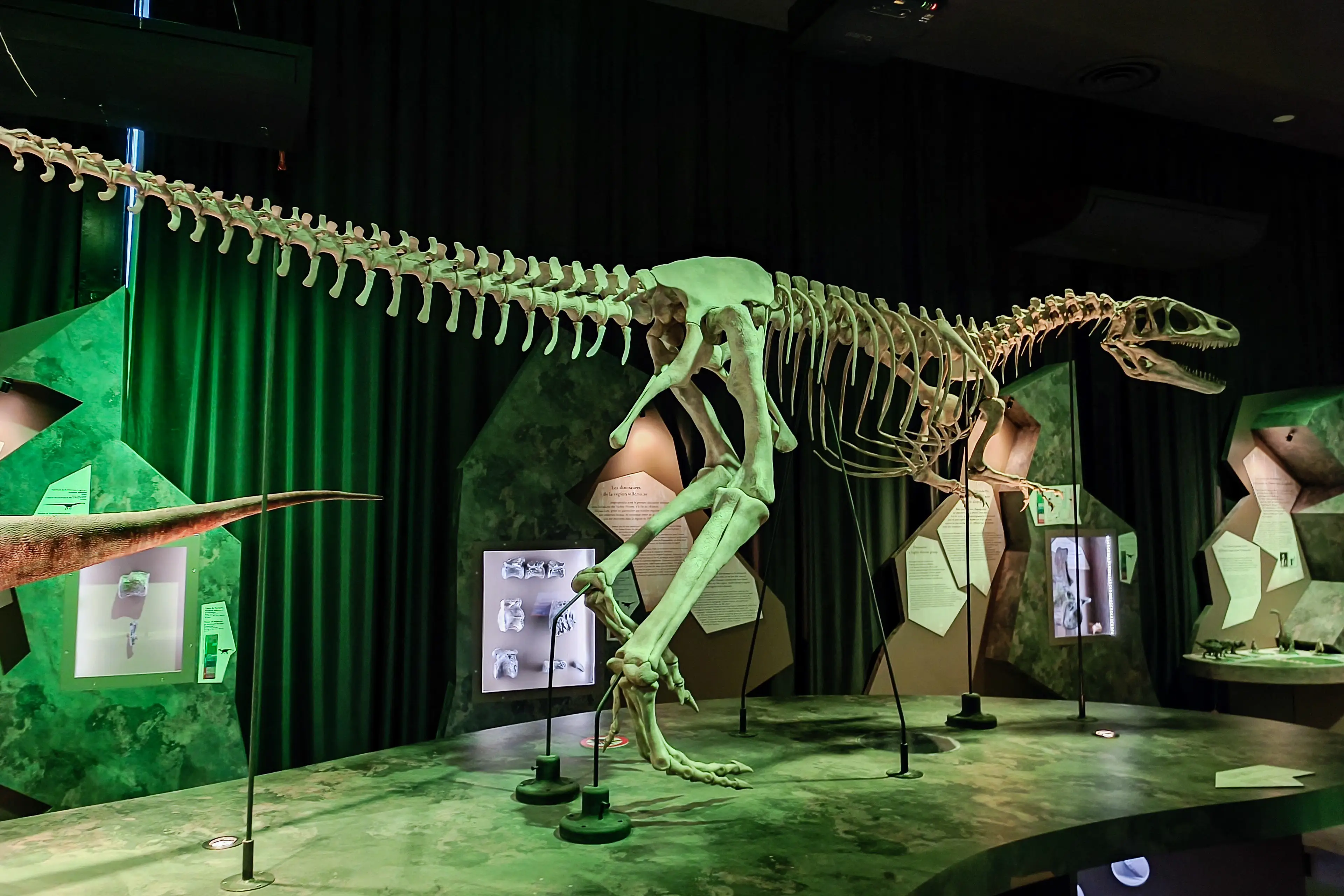 Dinosaurs are the ancestors of modern birds (RICCARDO MILANI/Hans Lucas/AFP via Getty Images)