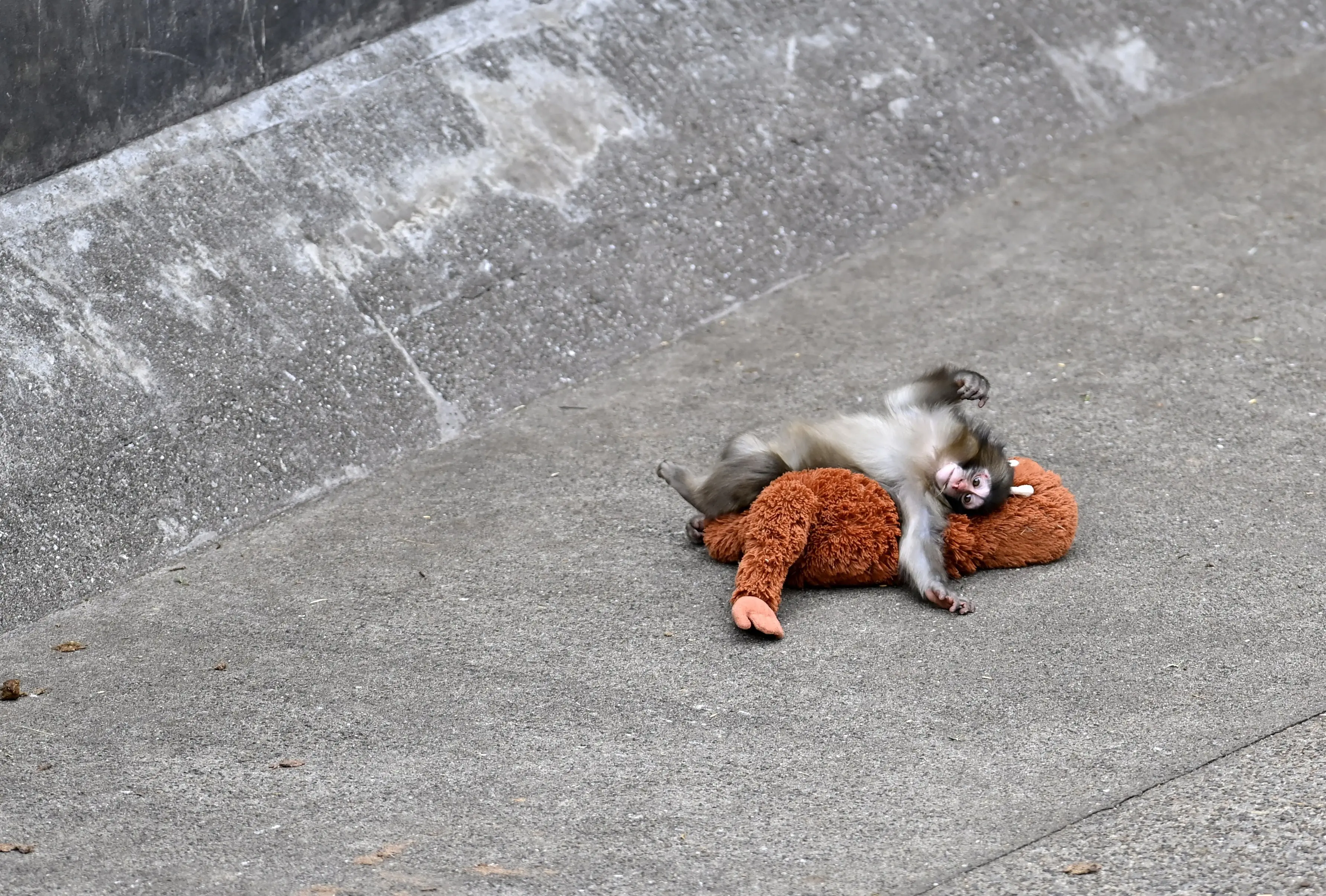 Punch became a viral sensation earlier this year (David Mareuil/Anadolu via Getty Images)