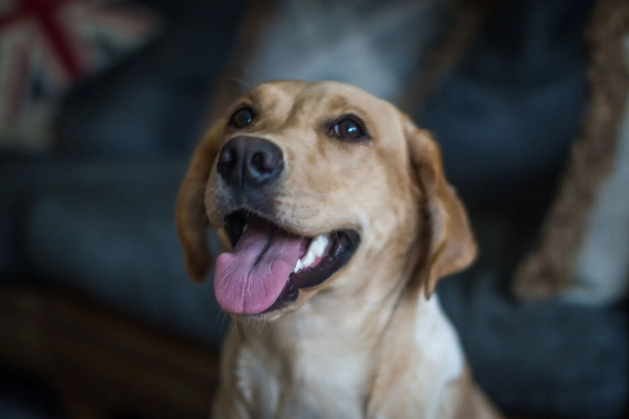 The love of a pet is unmatched (Getty Stock Images)
