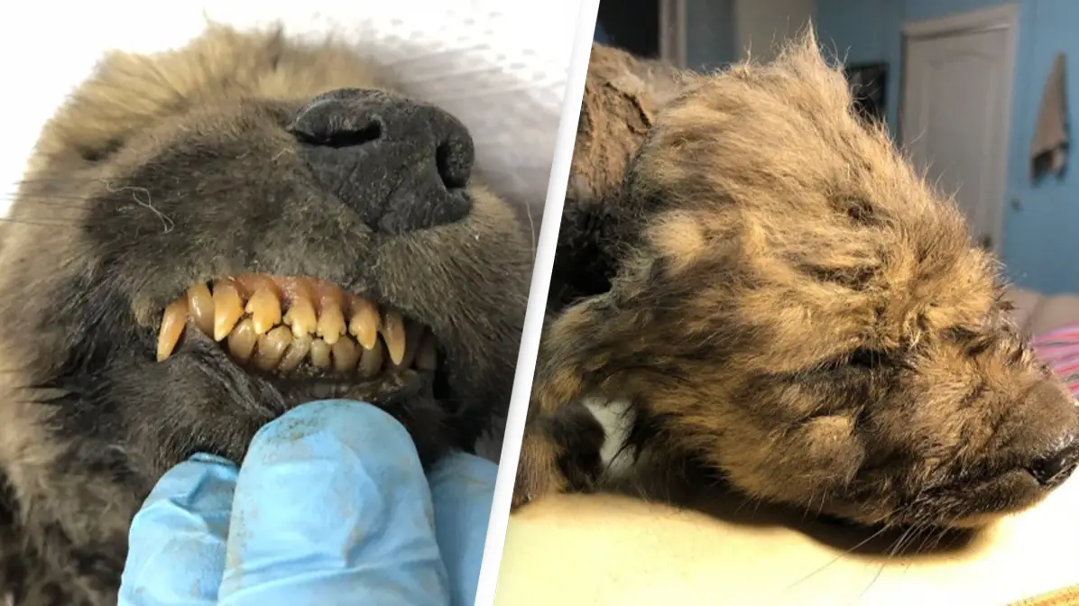 Mystery of 18,000-year-old puppy found frozen in ice thought to be 'oldest confirmed dog' solved by scientists