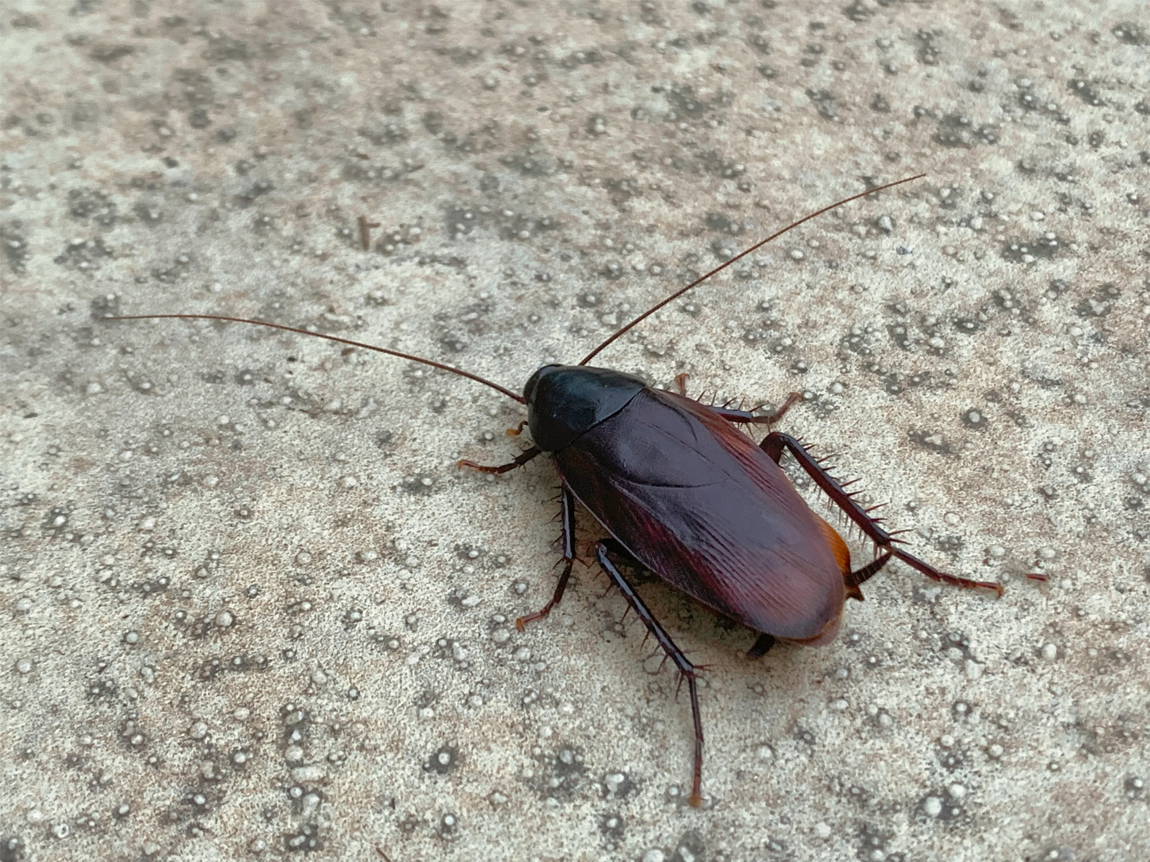 There was an unexpected house guest living in the Japanese PM's residence (Getty Stock)