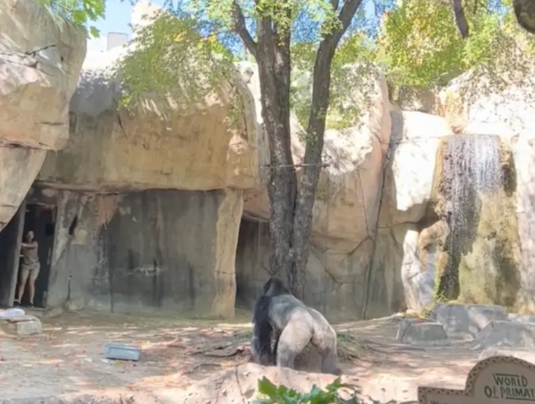 One zookeeper escaped.