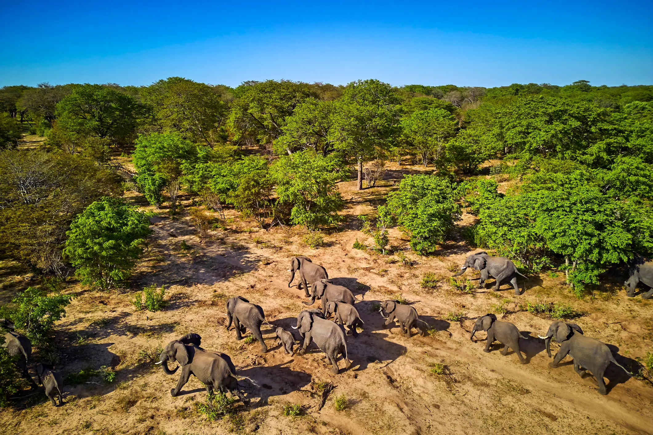 Hwange National Park hosts over 100 mammal and 400 bird species (Tuul & Bruno Morandi/Getty Stock Image)