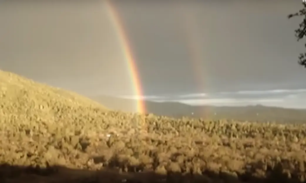 Bear is best known for his rainbow video (YouTube/@Hungrybear95620)