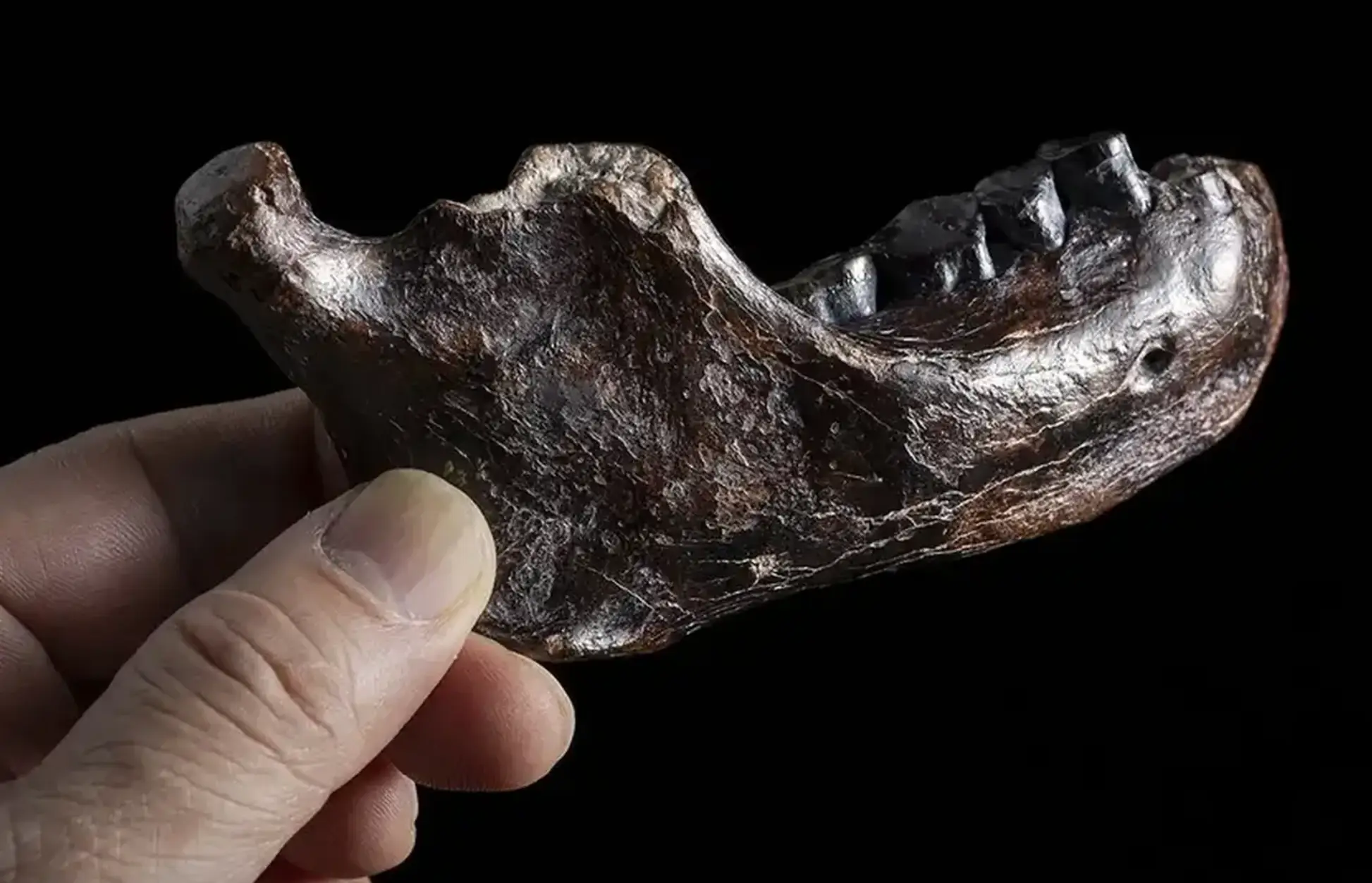 The jawbone was discovered to belong to a Denisovan man (Chun-Hsiang Chang, Jay Chang)