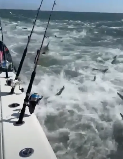 Fisherman have complained about the sharks in the region.(Storyful)