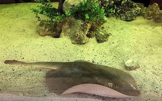 Charlotte the pregnant stingray.