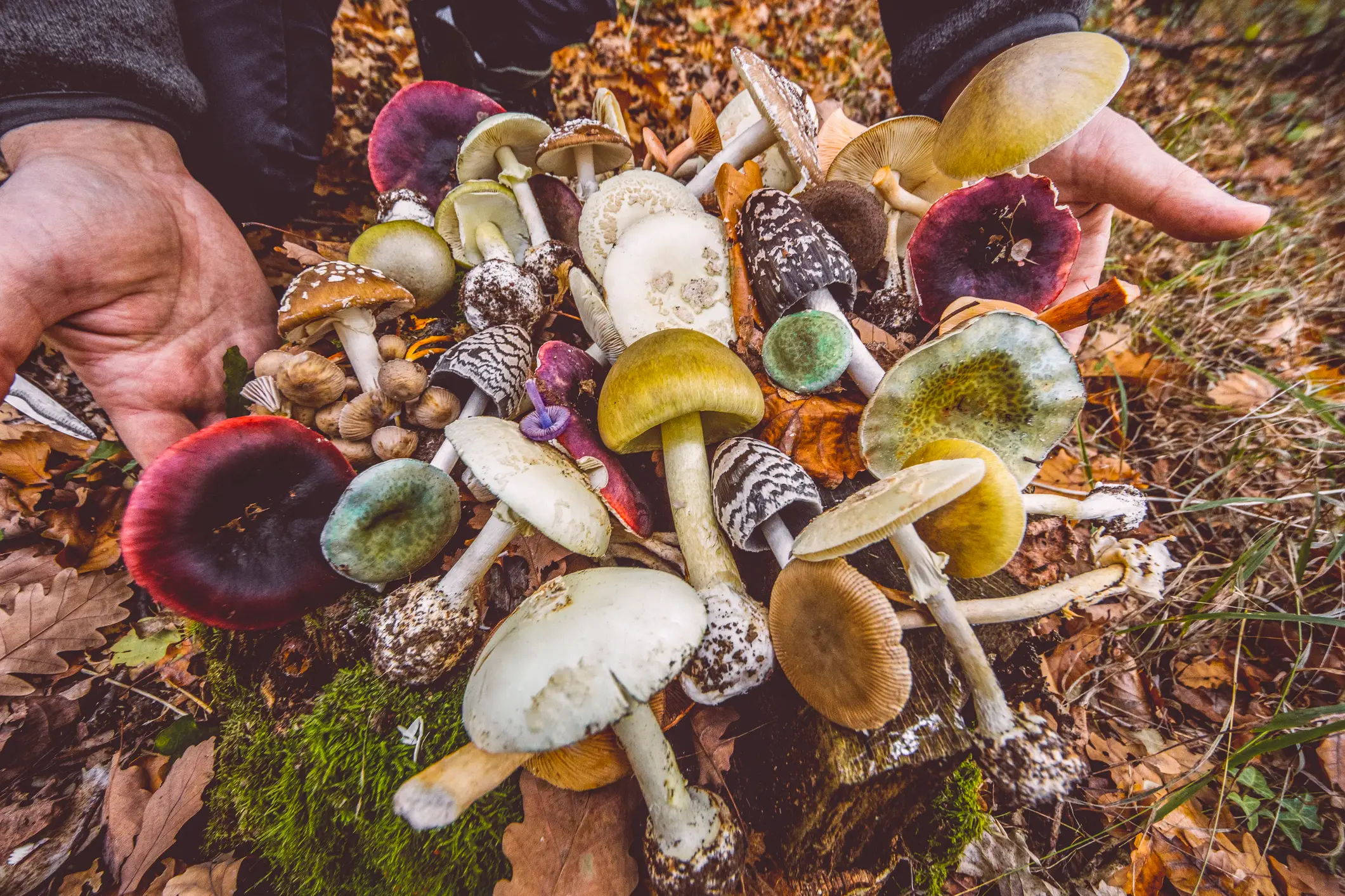 The CDPH warns against foraging for mushrooms (Getty Stock Images)