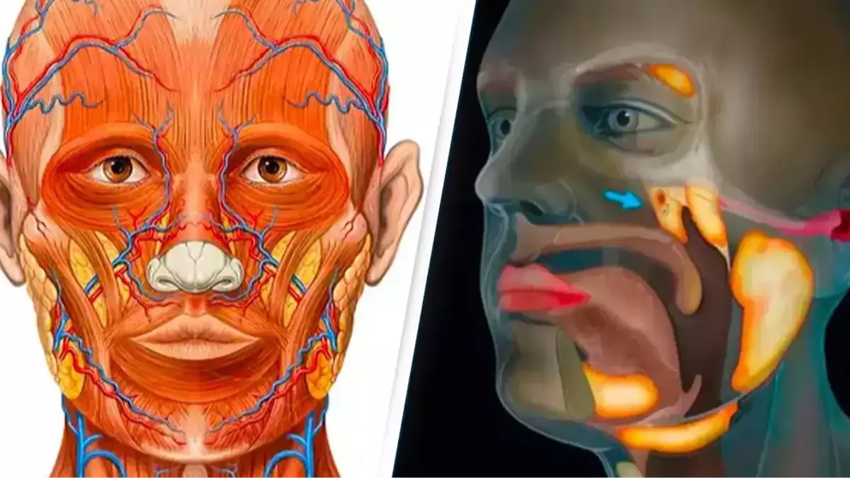 Patrick J. Lynch, medical illustrator/Netherlands Cancer Institute