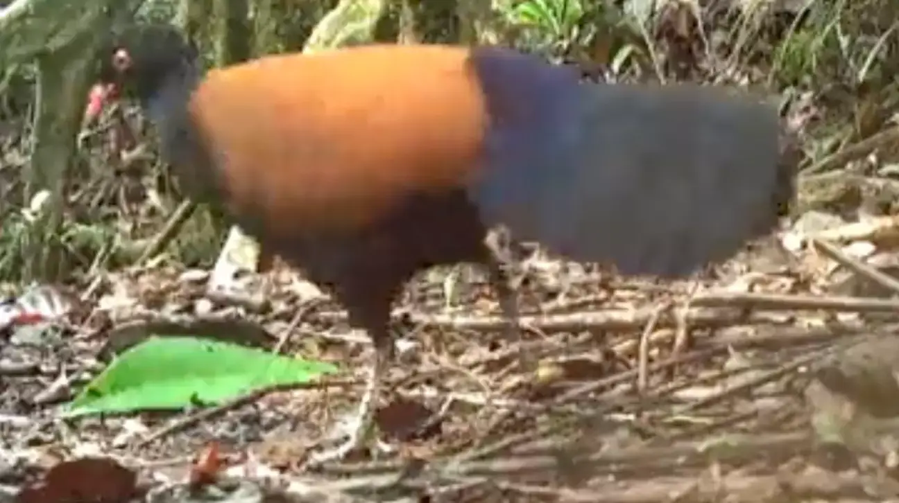 Researchers said capturing footage of the critter was like 'finding a unicorn' (American Bird Conservancy)