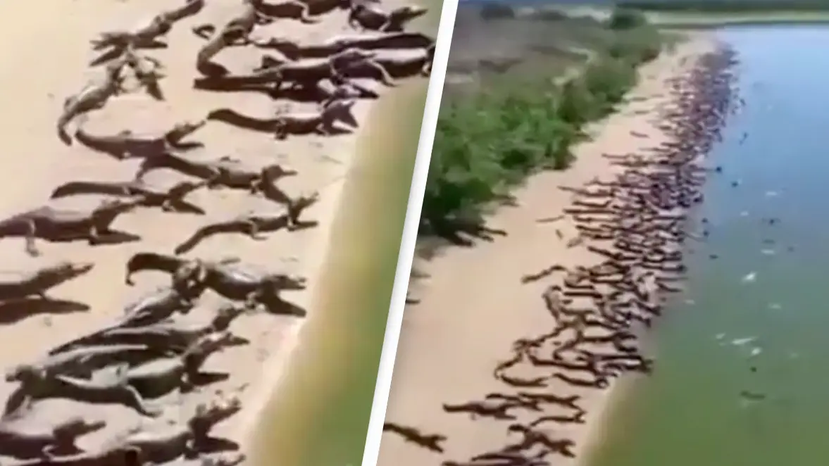 Truth behind the 'crocodile invasion' of beach in Brazil