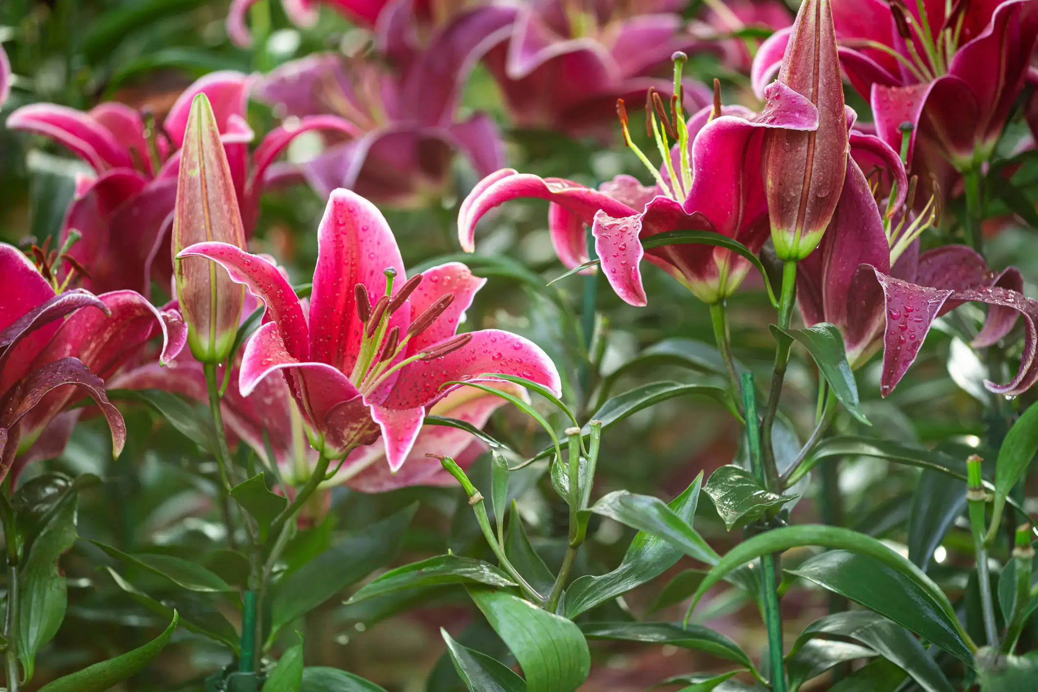 Julia was severely allergic to lilies 