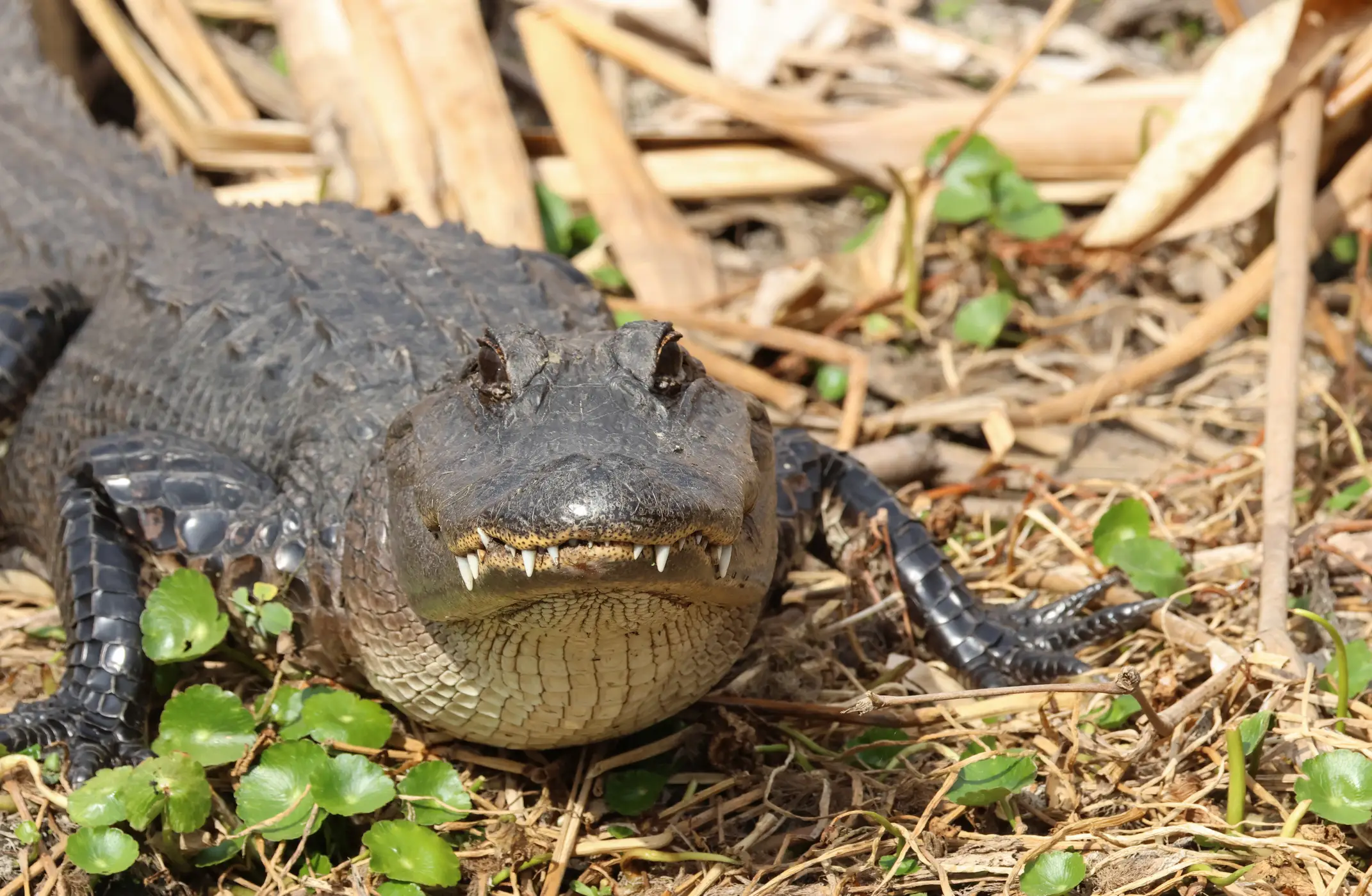 The alligator bit off the woman's arm, with one 'hanging by a thread'