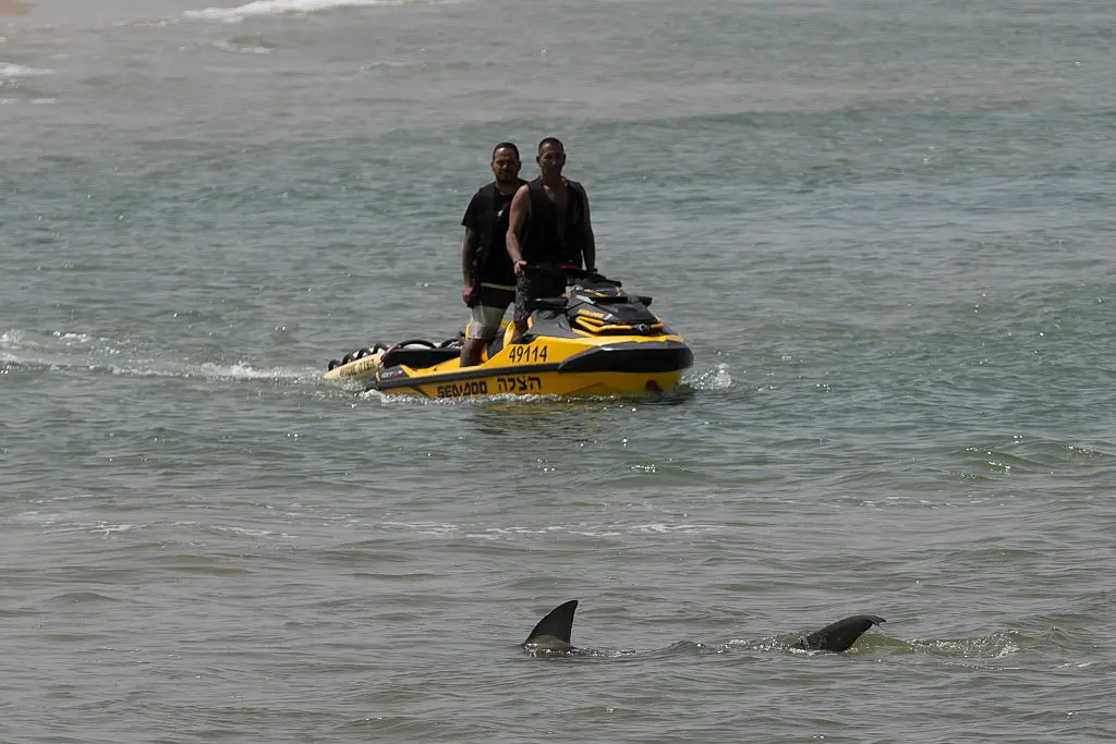 A shark passes by a rescue team on a jet boat while they searching for evidence after a swimmer was attacked by sharks in the water of Hadera in the Mediterranean Sea (Amir Levy/Getty Images)
