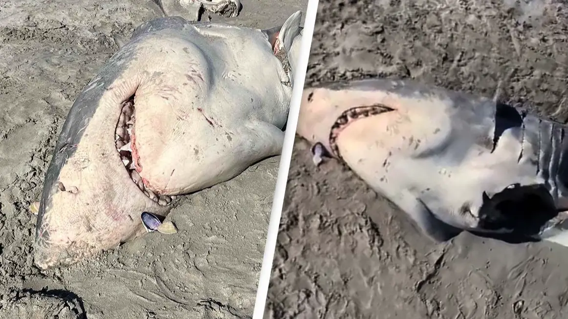 Beachgoers horrified after half-eaten great white shark washes up on beach