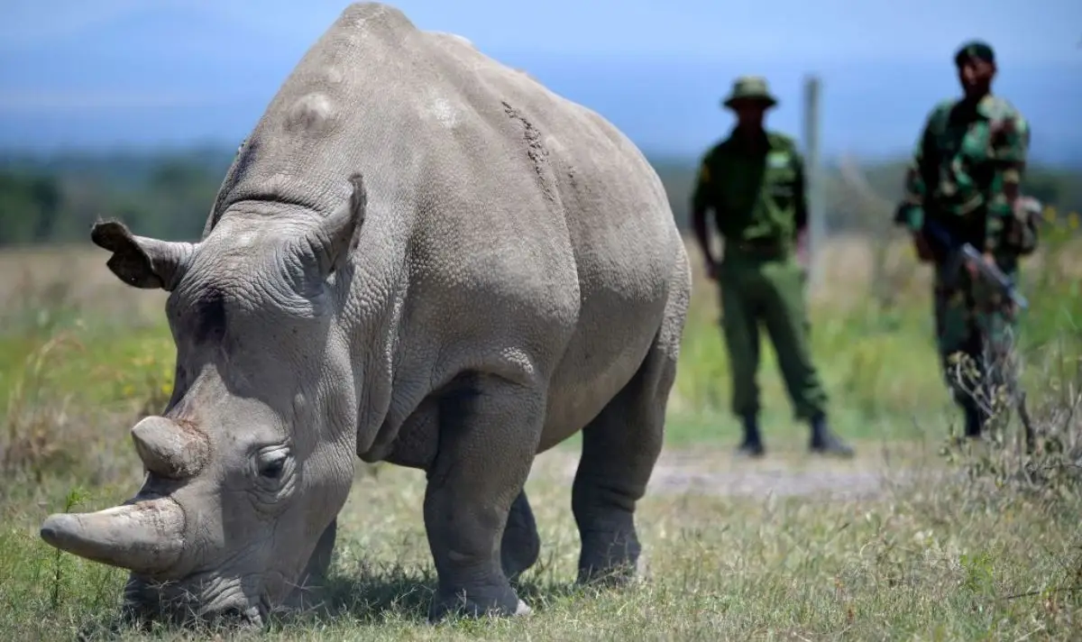 Scientific breakthroughs may lead to the repopulation of the species (TONY KARUMBA/AFP via Getty Images)