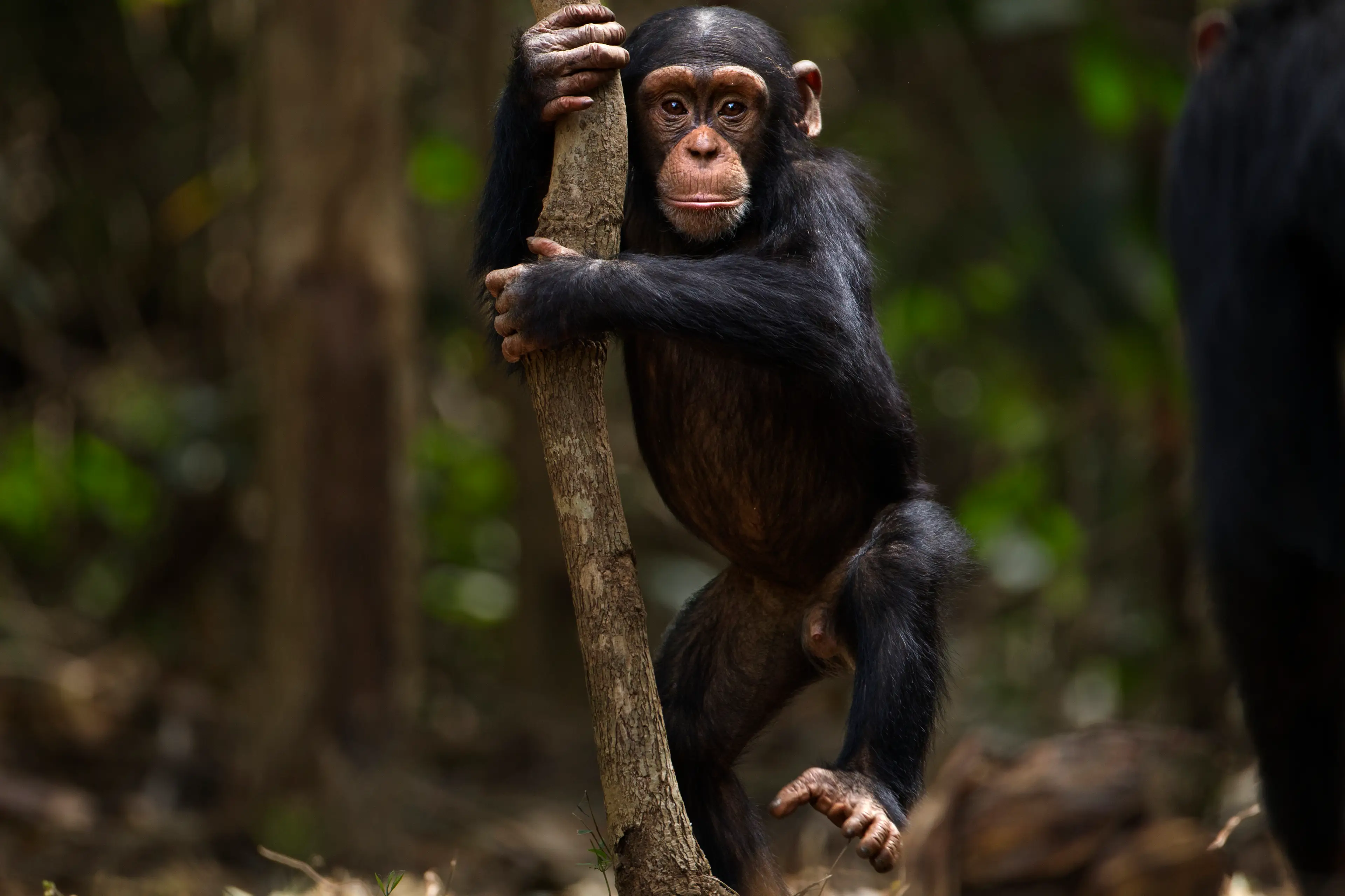 A woman spoke of her harrowing ordeal when she was attacked by a chimpanzee. (Getty Stock Photo)