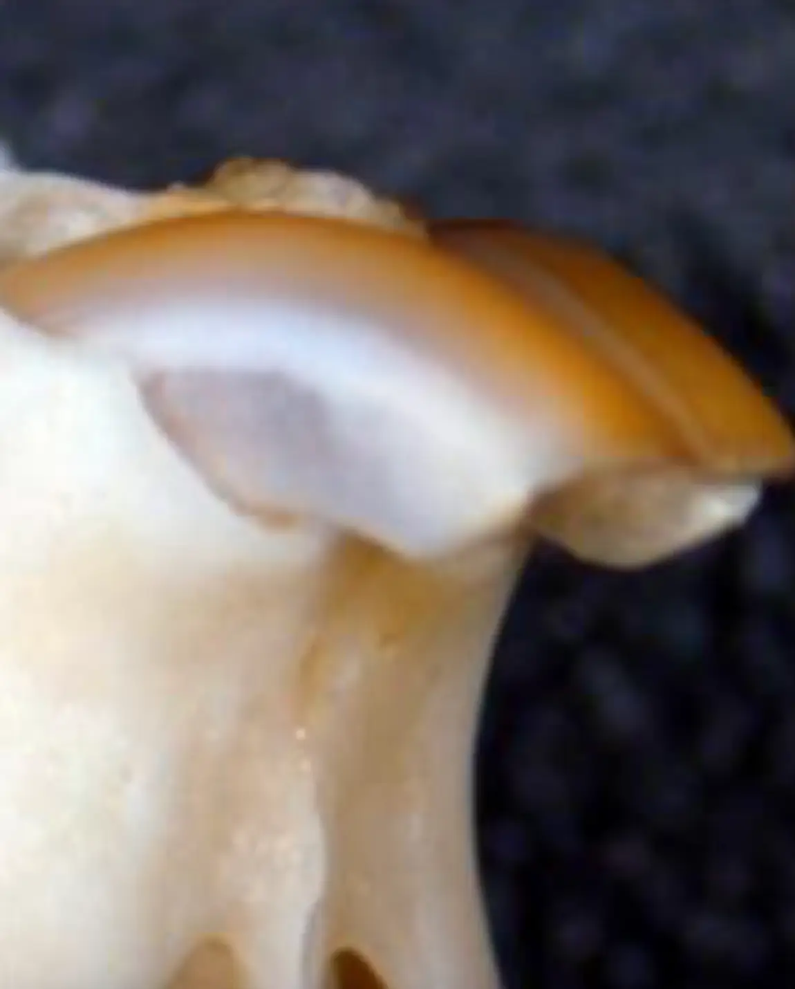 Broken teeth could soon be looking like this thanks to the drug. (Kyoto University/Katsu Takahashi)