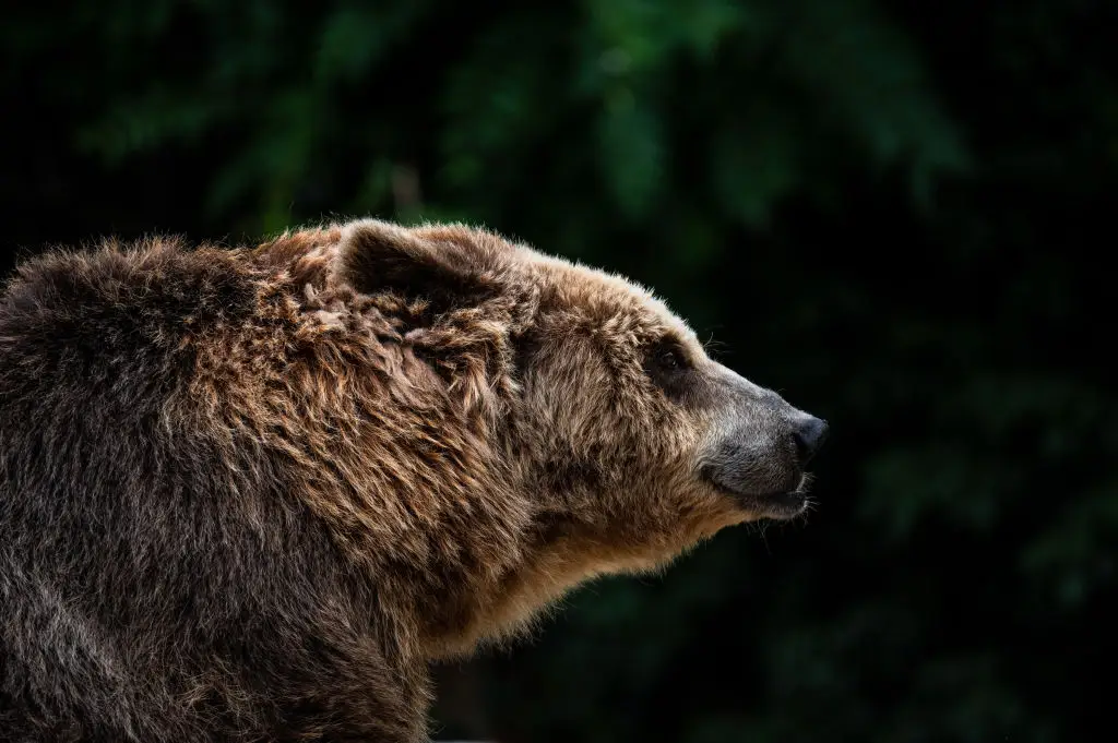 The bear (not pictured) had bitten a 'vulnerable spot' of Stephan's neck, resulting in his death (Marcos del Mazo/LightRocket via Getty Images)