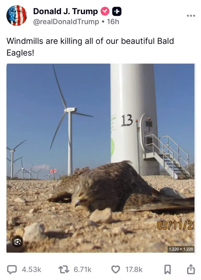 Trump previously shared an image of a dead falcon on Truth Social - claiming it was a bald eagle that died in the US... but a simple look would tell you that it's a falcon (Truth Social/realDonaldTrump)