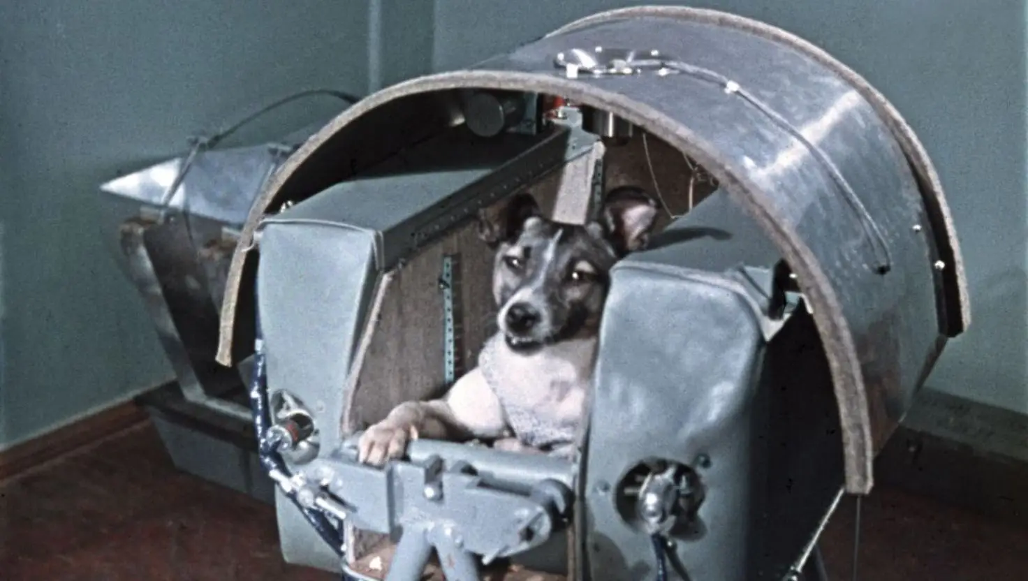 The friendly terrier-mix was just three-years-old and living on the streets of Russia (Sovfoto/Universal Images Group via Getty Images)