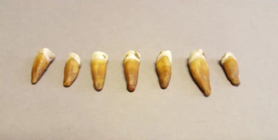 Thanks to his teeth, researchers were about to work out what he would have looked like (Norwegian Institute for Cultural Heritage Research)