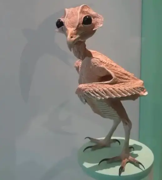 Behold, a naked barn owl (Reddit)