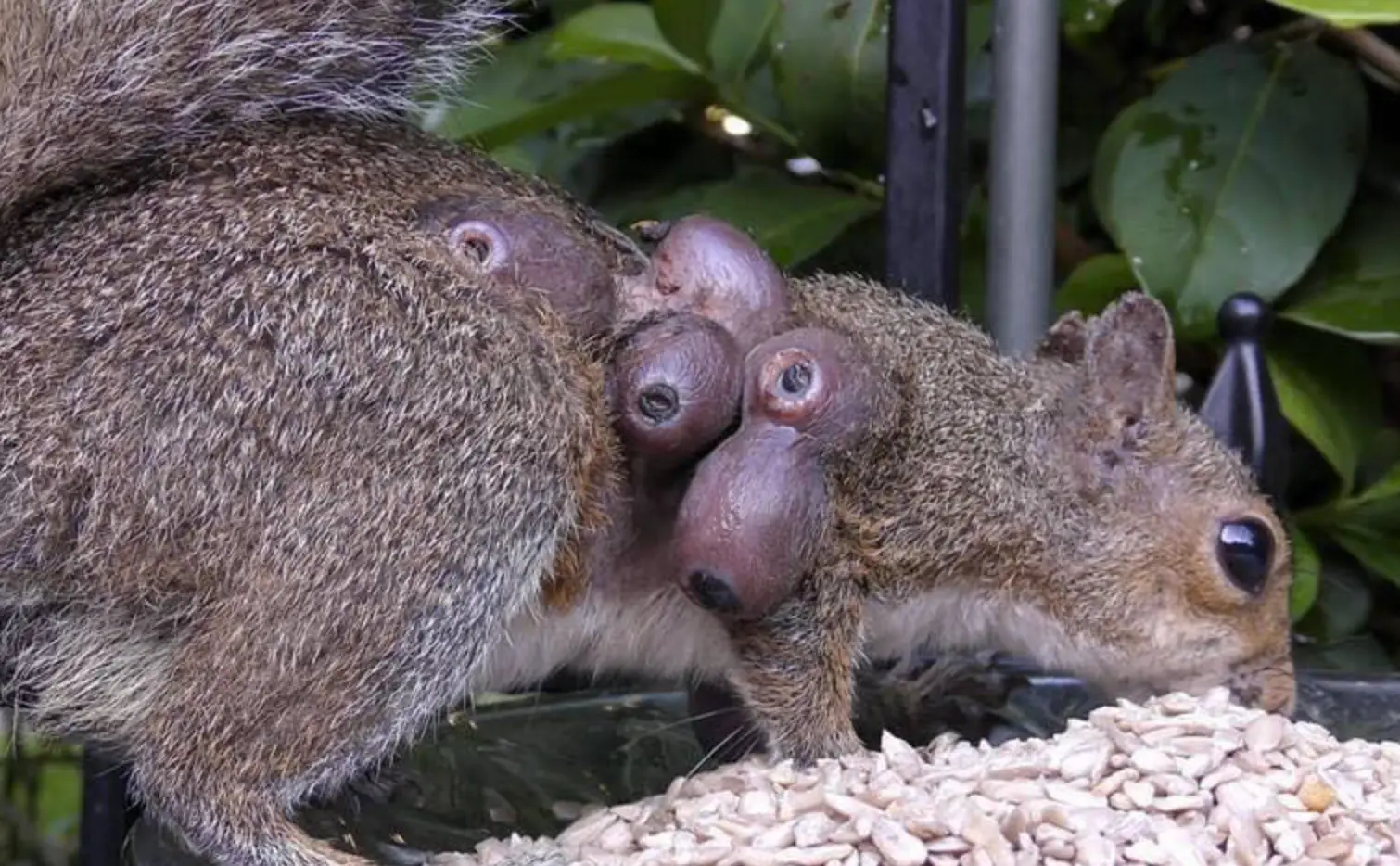 Evelyn's Wildlife Rescue urged people not to help infected squirrels (Facebook/Evelyn's Wildlife Rescue)