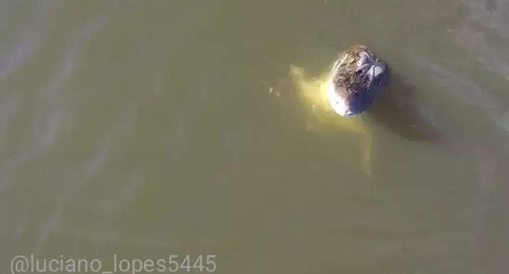 At this point, he should have slammed the 'up' button.