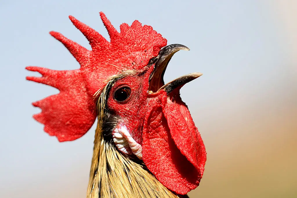 Dr Death revealed how a cockerel murdered an old lady (Photo by Serhat Cetinkaya/Anadolu via Getty Images)