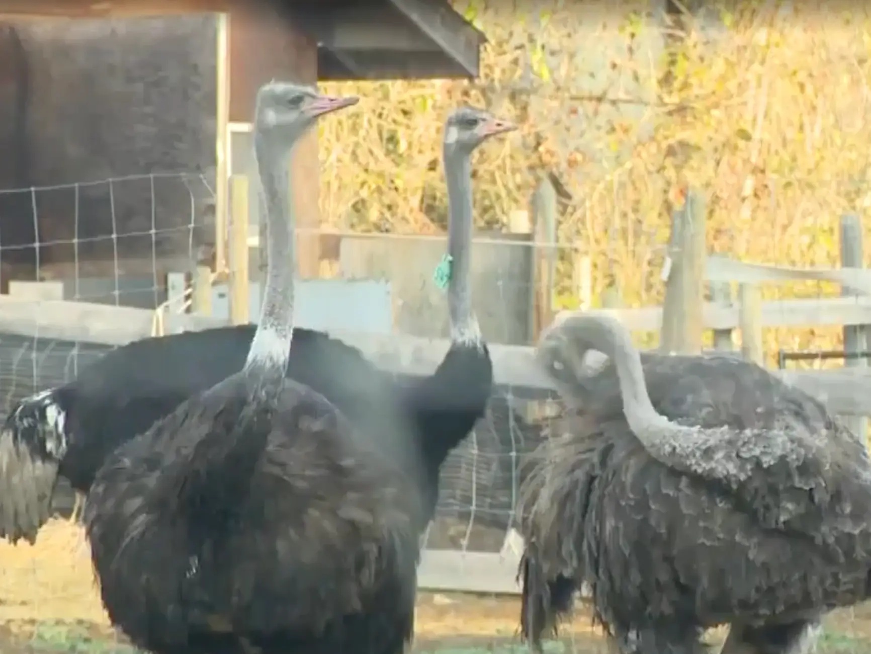 The farm's spokesperson has been firmly outspoken against the move by the CFIA (Global News)